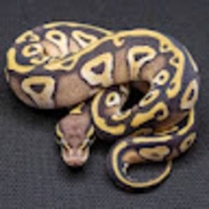 Meet your Posher, Lynn